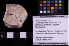 Foto (Objekt + Etiketten) von Ambulocapsa altilis (Robins et al., 2013) (NHMW-GEO-1990-0041-0536)